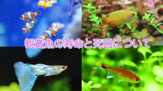 Thumbnail of post image 046